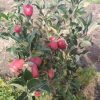POMMIER PINK LADY – Image 4