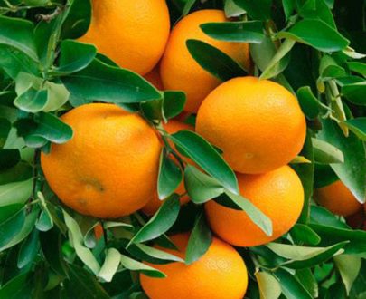 Mandarine Pixie
