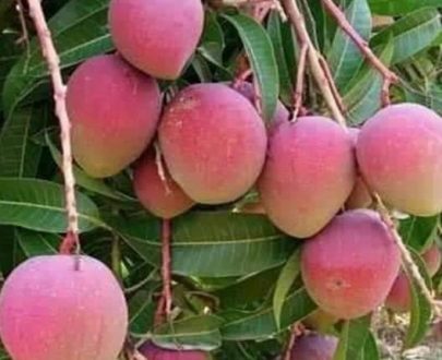 APPLE MANGO NAINE