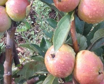 POMMIER PINK LADY