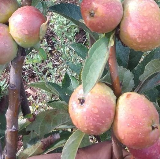 POMMIER PINK LADY
