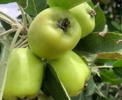 Pommier Vert