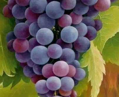 Raisins pourpre