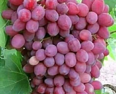 Raisins rouges