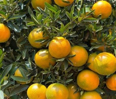 TANGERINE