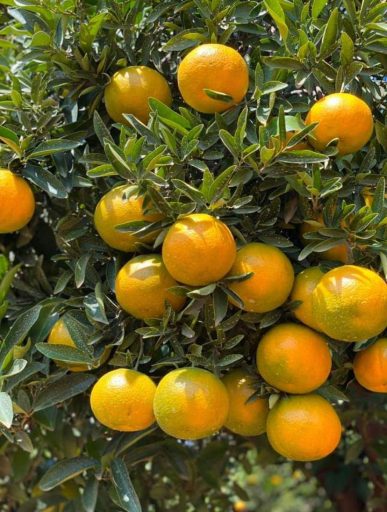 TANGERINE