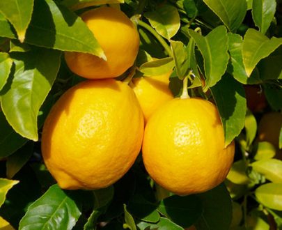 CITRONNIER MEYER