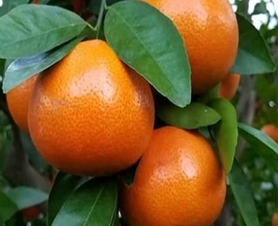 LE MANDARINIER