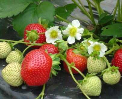 Fraisier variété Mme Moutot