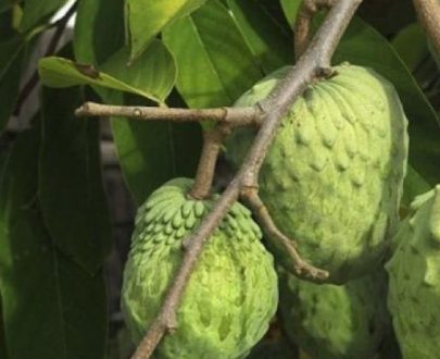 L’Annona Cherimolier