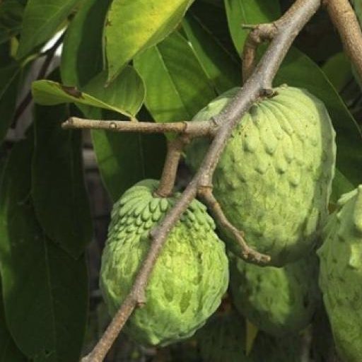 L’Annona Cherimolier