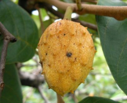 Annona sénegalensis