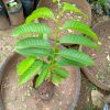 L’Annona Cherimolier – Image 2