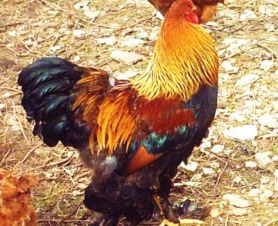 Poulets géants hybrides Brahma