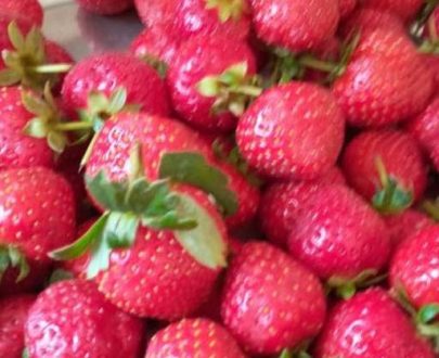 SEMENCES DE FRAISIER