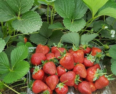 Fraisier Variété Festival