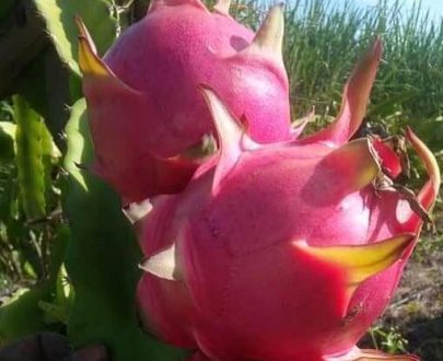 Fruit du Dragon