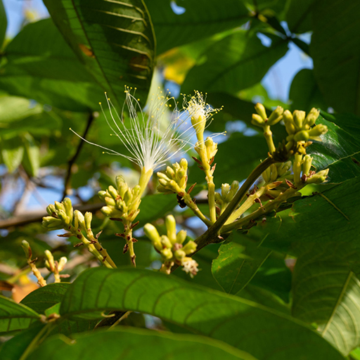 Noix, Plants – Image 2