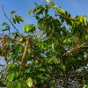 Noix, Plants – Image 5