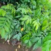 Noix, Plants – Image 4
