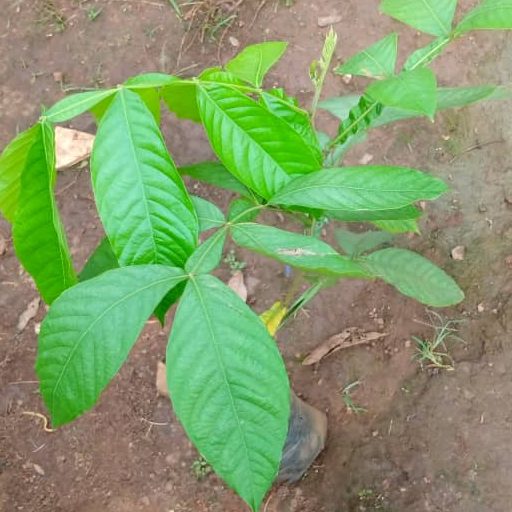 Noix, Plants – Image 3