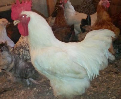 Poulets géants hybrides Kabir