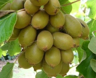 Arbre à Kiwis ou actinidier