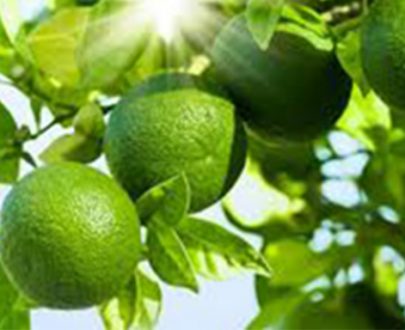 Citronnier Lime de Tahiti