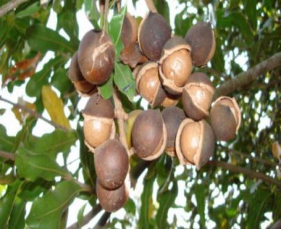 Le Noyer de macadamia