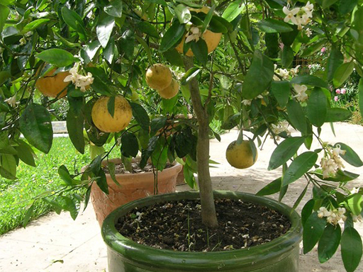 Le Pamplemousse Blanc & Rosé – Image 3
