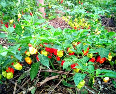 Piment Red-Tiger
