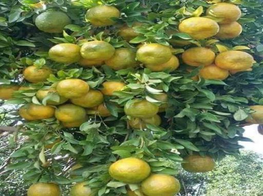 TANGERINE – Image 2