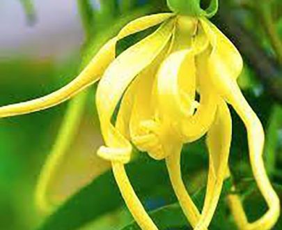 L’ylang-ylang