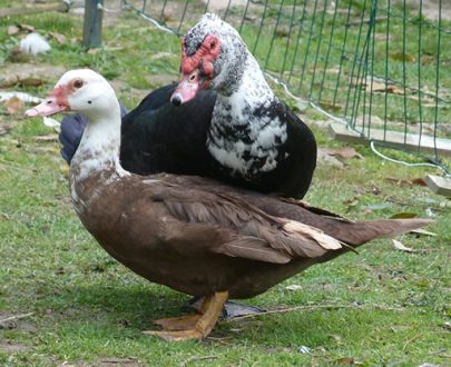 Canard de Barbarie