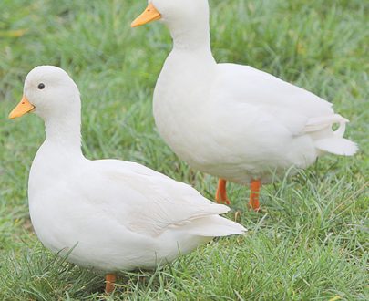 Canard de Pékin