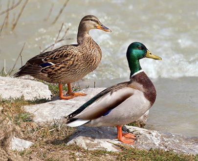 Canard Colvert