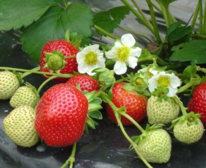 Fraisiers Variété Mme Moutot