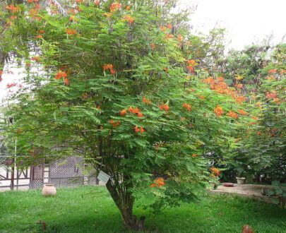 Orgueil de chine rouge