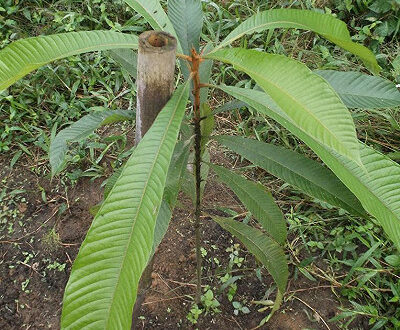Le Moabi ou BAILLONELLA TOXISPERMA