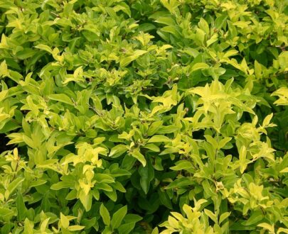 Duranta jaune