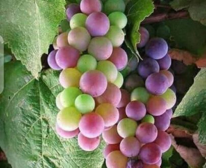 La vigne (raisin de table)