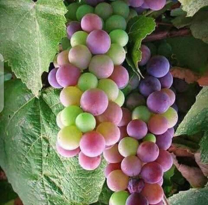 La vigne (raisin de table)