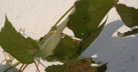 La vigne (raisin de table) – Image 4