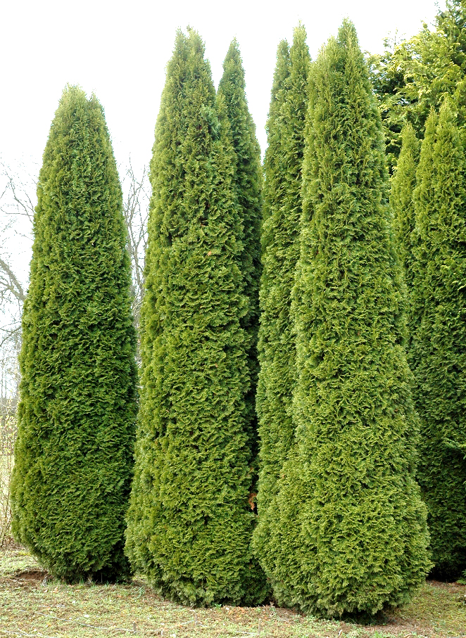 Le Sapin Thuya – Image 4