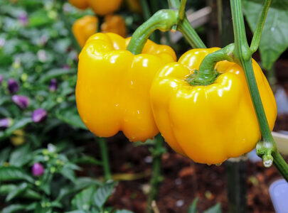 Poivron jaune/ Bell peper Mildred F1