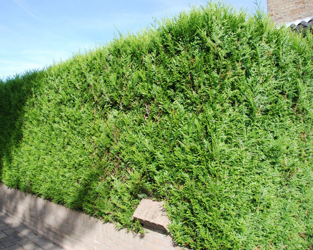 Le Sapin Thuya – Image 3