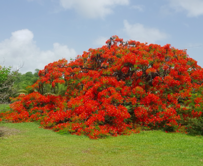 Flamboyant