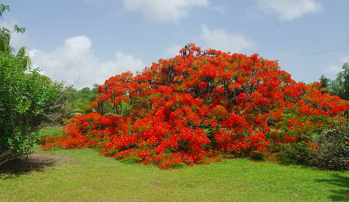 Flamboyant
