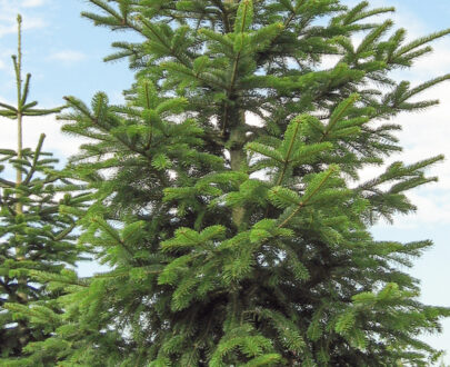 Abies