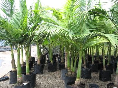 Le Palmier royal